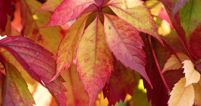 Beautiful red virginia creeper leaves in autumn