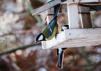Blue And Great Tits Flying In To Eat Food From A Bird Feeder On A Tree In The Forest © Ievgen Skrypko