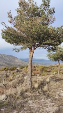 Pine tree with a processionary caterpillar nest on a mountain slope