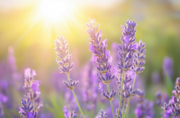 Obraz premium Close up of blooming lavender flowers in a field with golden sunlight shining through the purple blossoms.