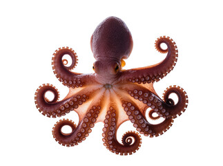 Isolated vivid octopus with curled tentacles and visible suckers, detailed marine creature portrait © Oisin