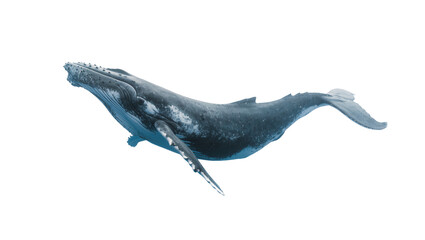 Majestic humpback whale swimming gracefully, isolated on transparent background © Petra