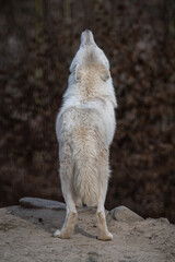 Howling Hudson Bay wolf in nature. © lapis2380