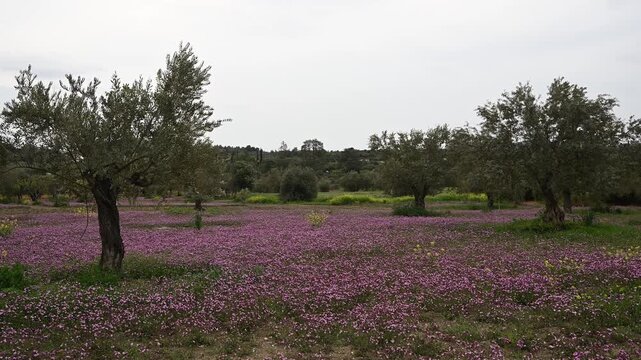 Spring scenic countryside landscape 4k resolution video. Olive grove with a vibrant carpet of small pink and purple silene aegyptiaca wildflowers underneath. Serene nature landscape Cyprus
