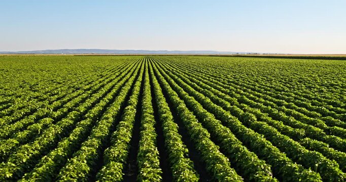 Drone flying low over endless rows of green soy crops