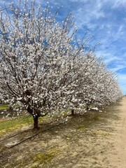 Fototapeta premium An almond orchard in bloom. The trees become covered in white or light pink blossoms even before the leaves appear.