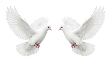 Fototapeta premium PNG Two doves facing each other.