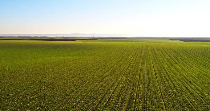 Aerial view of green wheat field and blue sky