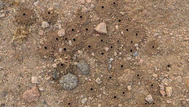 Conical holes made by Alkali Bees on the ground