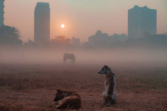 Misty sunrise in urban India with street dogs
