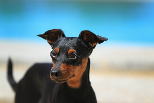Portrait von einem Hund - Zwergpinscher vor Himmel