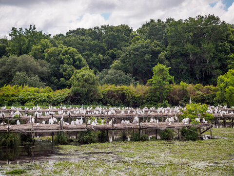Snowy egrets perch on platforms surrounded by water at Bird City, part of Jungle Gardens at Avery Island, Louisiana.