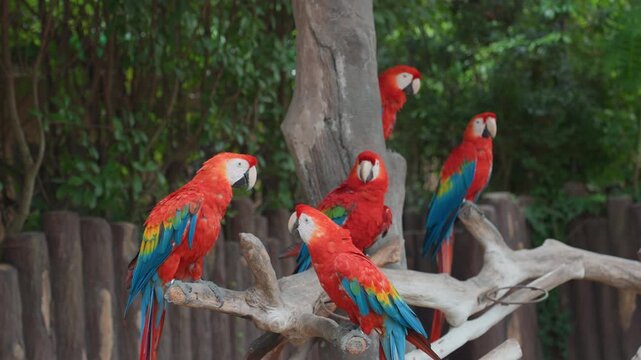 Colorful creatures interact energetically. Vivid feathered birds congregate and communicate exuberantly outdoors. Lively and vividly hued birds come together and exchange sounds in lively manner