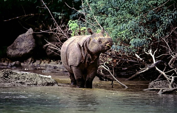 rhinoceros in the river water
