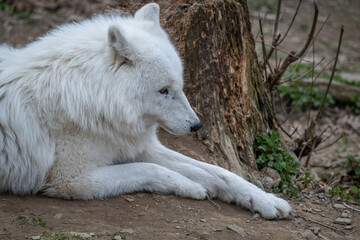 Hudson Bay wolf lying in an outdoor enclosure. © lapis2380