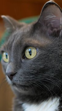 Elegant grey cat with golden eyes. Closeup of composed grey cat with luminous golden eyes and detailed fur. An indoor scene featuring mindful grey cat with striking gold eyes and textured fur
