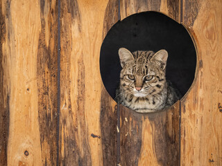 Geoffroy's cat peeking from a circular hideout in a zoo. © lapis2380