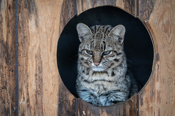 Geoffroy's cat peeking from a circular hideout in a zoo. © lapis2380