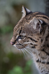 Obraz premium Close-up of a Geoffroy's cat's head.