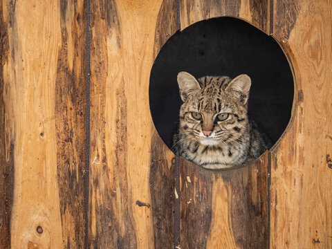Geoffroy's cat peeking from a circular hideout in a zoo.