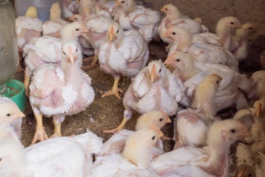 Group of broiler chickens growing indoors. Poultry farming and livestock concept