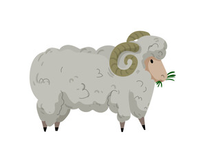 Obraz premium Cartoon vector illustration of a ram eating grass. Flat farm animal isolated on white background for agriculture and livestock design.