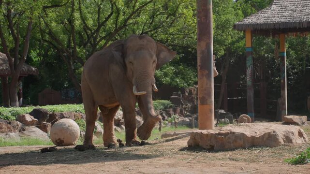 Elephant exploring enrichment ball near post on sandy ground, curious nudging and tactile investigation with nearby pavilion and trees, playful engagement and attentive stance in zoo habitat
