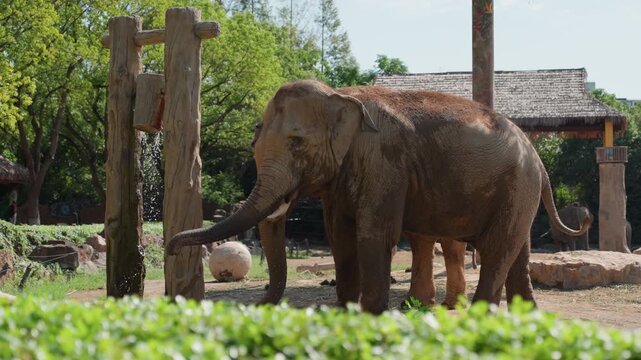 Elephant exploring wooden posts with trunk, inquisitive adult asian elephant foraging near structure in sunny enclosure, hedge foreground, textured skin and gentle probing movements, calm reserve