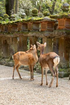  Sika deers standing in front of the stone lanterns in Nara Park, Japan 