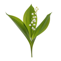 Fototapeta premium Lily of the valley plant with green leaves and white flowers isolated on transparent background