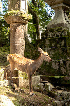 A deer gracefully standing in front of the moss covered stone steps and ancient stone lanterns in Nara Park, Japan 
