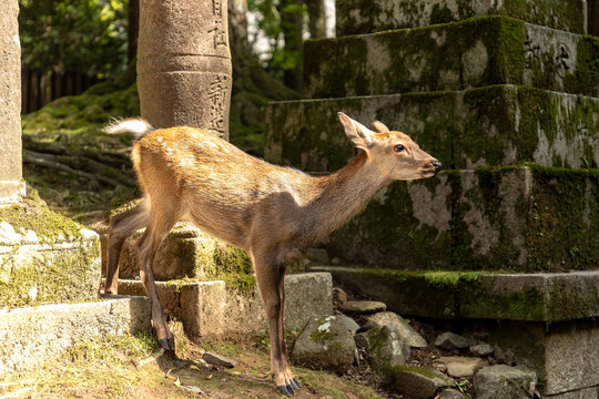 A deer gracefully standing in front of the moss covered stone steps and ancient stone lanterns in Nara Park, Japan 