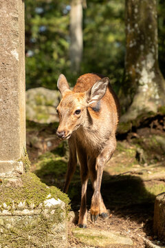 The deer are freely roaming around in Nara park, Japan