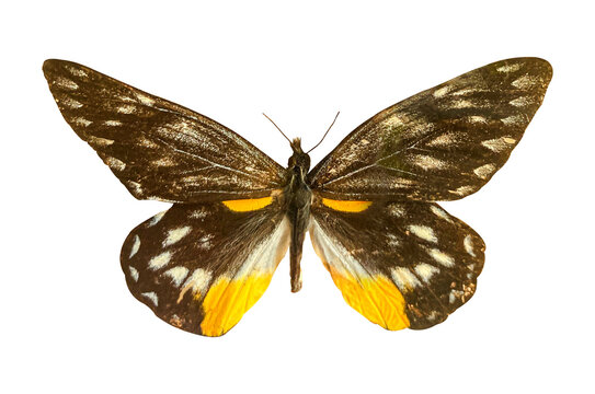 Delias sanaka belladonna butterfly isolated on a transparent background with clipping path. Beautiful butterfly for design.
