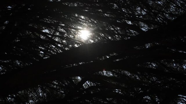 Video clip of sun shining through dark moody tangled tree branches view looking up.