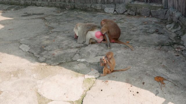 Baby baboon playing with pink ball small troop on cracked concrete yard mother nearby grooming curious juvenile investigating bright toy sunlight patch shadowed fence backdrop intimate wildlife moment