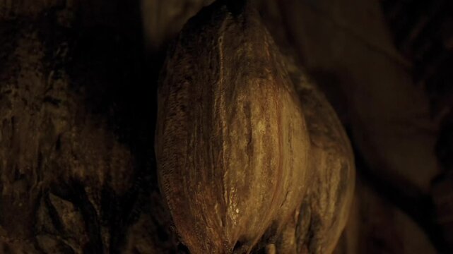 Detailed bas relief carving of a sacred lotus flower bud in a dark stone temple in Cambodia