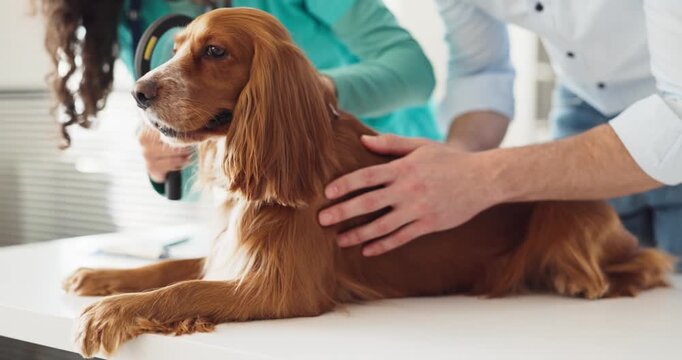 Dog spaniel with owner examined by veterinarian. At the clinic a vet performs examination and routine checkup to ensure pet health and comfort. Concept shows responsible pet care today.