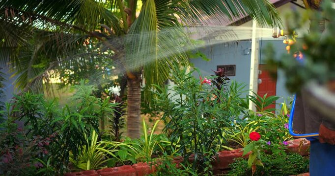 Tropical garden watering process. Suburban setting showing lush landscape and water spraying techniques. Wide shot capturing garden maintenance and irrigation