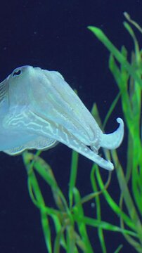 Cuttlefish displaying subtle feeding motion among tall green algae, rhythmic fin undulations push it forward while tentacles prepare for strike, pale body contrasted with deep blue background