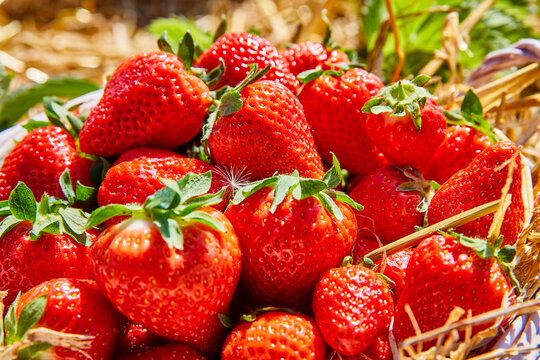 erdbeere ernte
