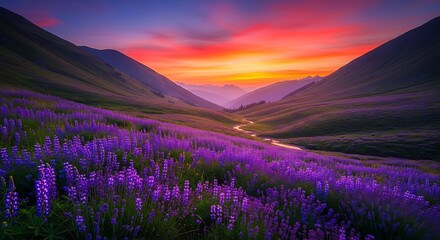 Obraz premium Vibrant purple flowers blooming in mountain valley at sunset with river