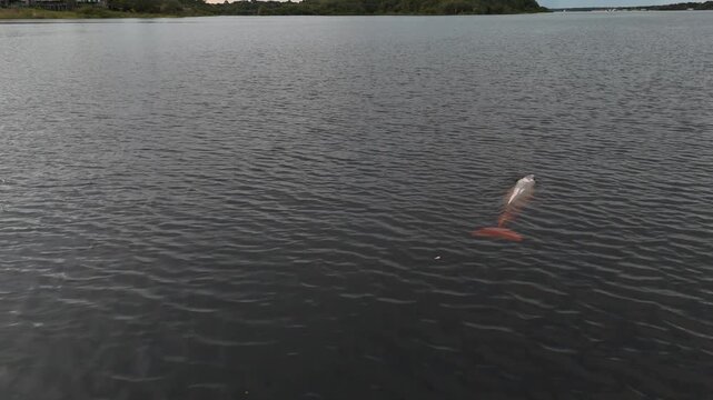 Boto cor de rosa nadando em rio na Amaz&ocirc;nia - golfinho de &aacute;gua salgada