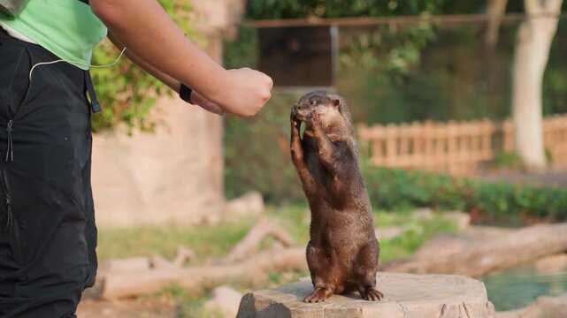 Keeper feeding curious otter on rock, gentle hand offering treat while otter stands upright, whiskers and wet fur visible, enclosure background with pond and greenery, warm light and trusting