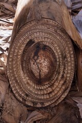Banana palm trunk cross section with natural texture and organic pattern. © Olha