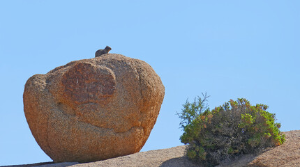 A California Ground Squirrel perched on a large granite boulder in Joshua Tree Nat Park, California © James Cottingham