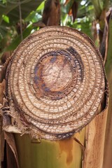 Banana palm trunk cross section with natural texture and organic pattern. © Olha