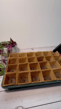 Seedlings in trays, and an water spray bottle mustering the set 