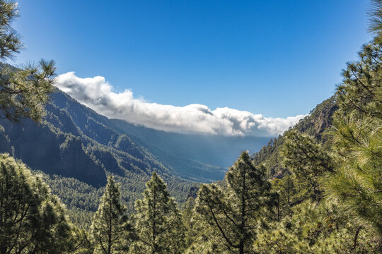 Mar de nubes fluyendo sobre el valle de pinos en La Palma, Islas Canarias. Paisaje de monta&ntilde;a con pinos canarios en primer plano y cascada de nubes bajo cielo azul despejado.