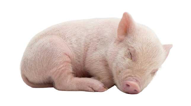Adorable pink piglet sleeping peacefully, isolated on transparent background